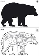 Björn höger stor, papper. 139x95 cm